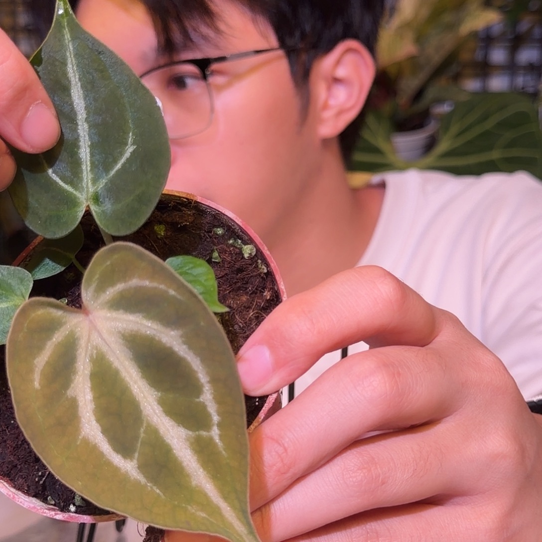 完全开放F783一脉神盾杂kos