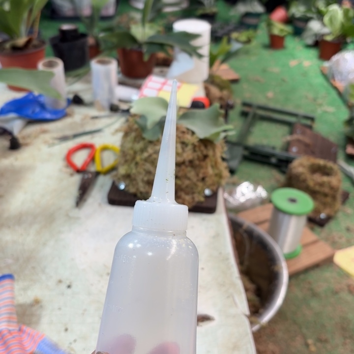 泥***蝶完全开放滴水瓶150