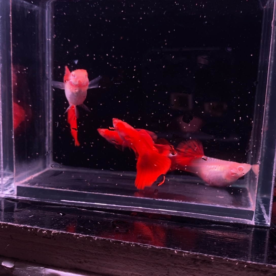 孔雀鱼精品血红两对