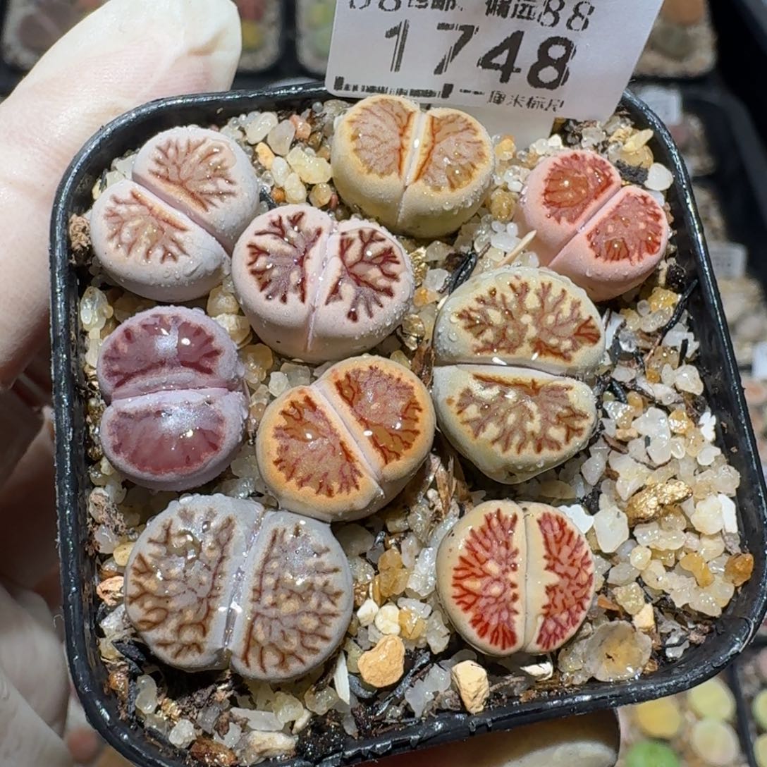 zzzz生石花肉锥1748