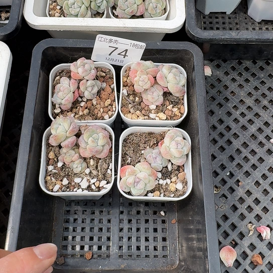 74 号到手1框一物一拍