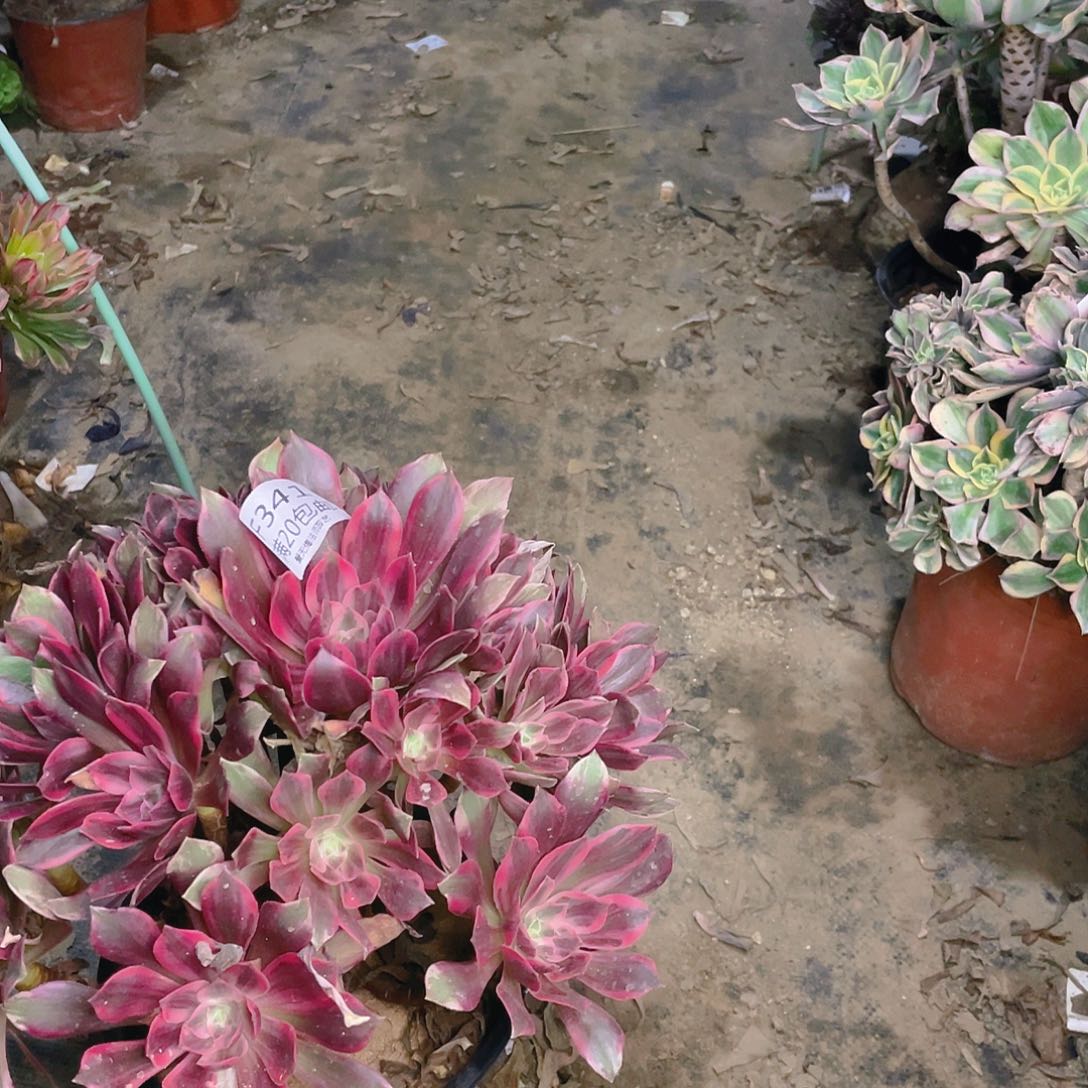 341浣纱多肉法师