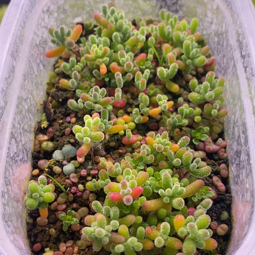 690混合小苗。    