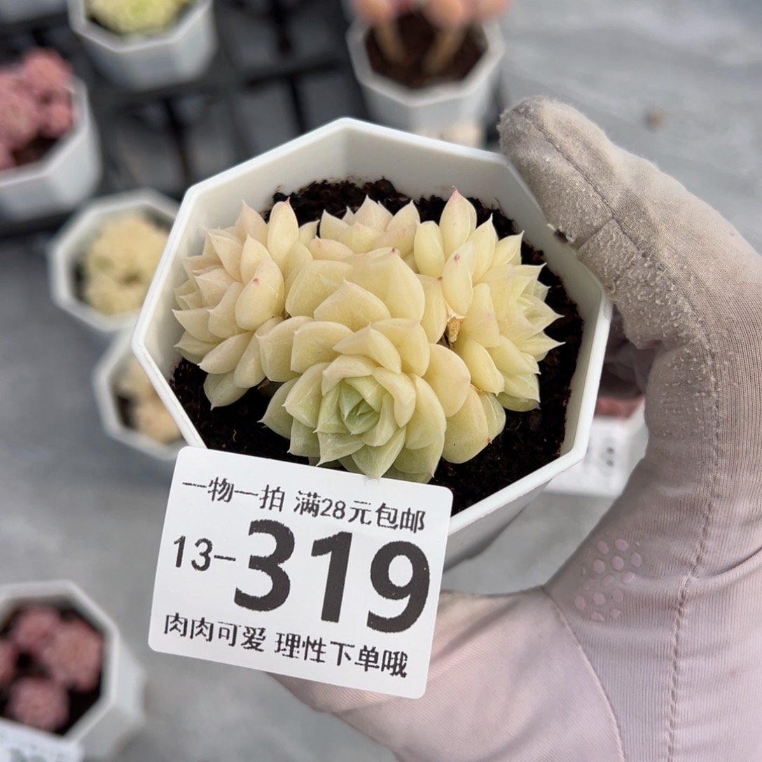 白天鹅麦秆多肉多肉多肉多肉