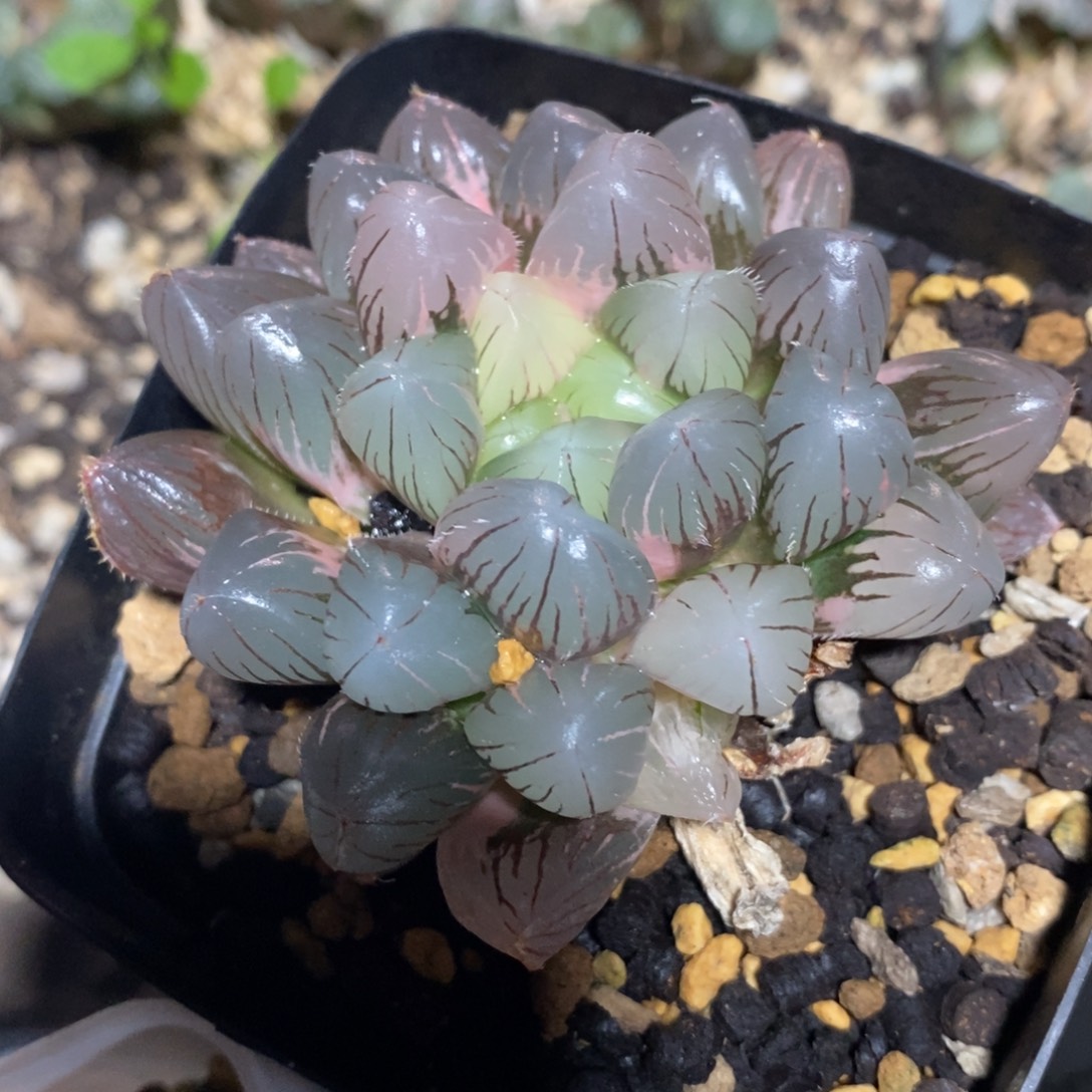 一颗实生玉露锦 特价