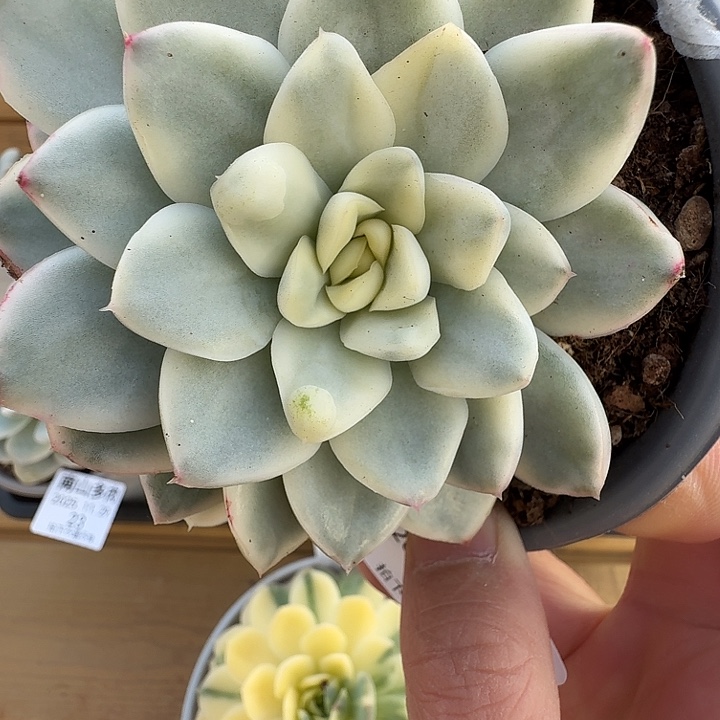 三头雪鳶11111129-21