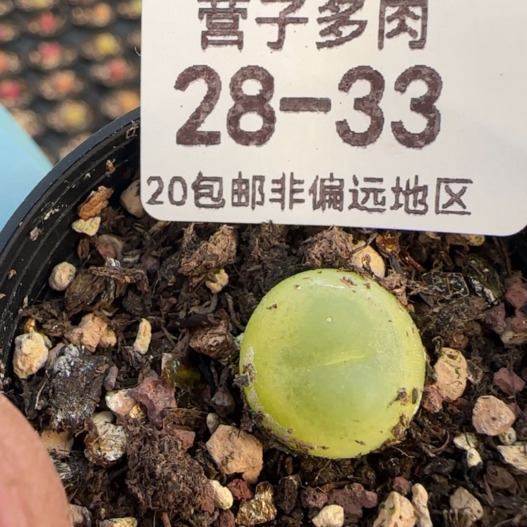 拉登1.3带盆土发货。    