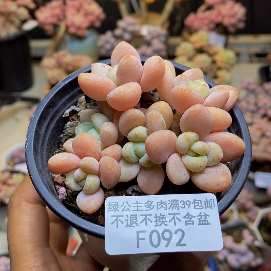 092橘子香水多肉7cm