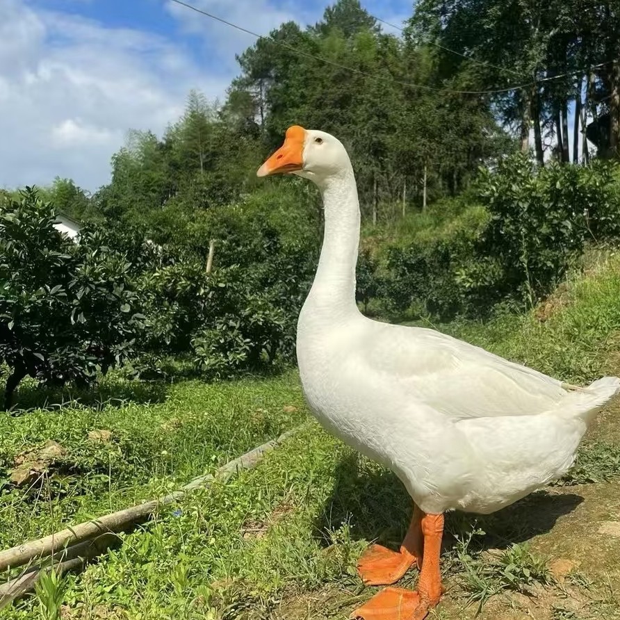 农家散养大白鹅现宰现杀带内脏新鲜美味