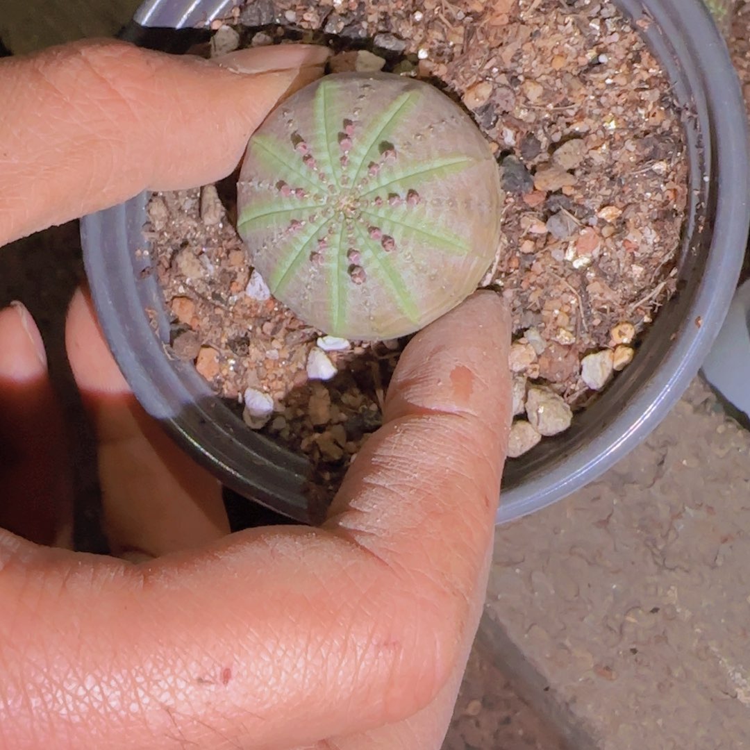 电***质块根植物块根植物