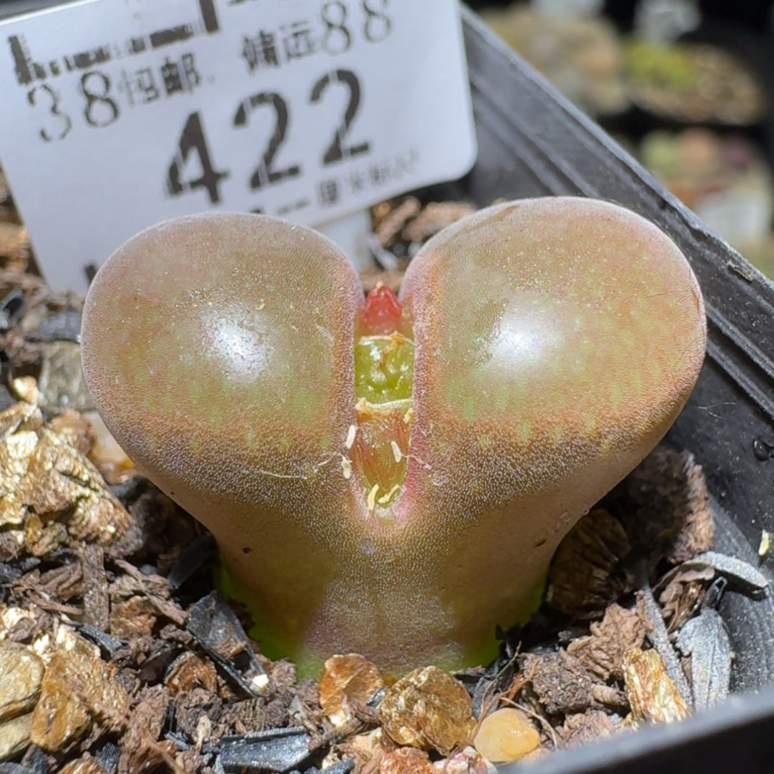 Sss清仓便宜出了422