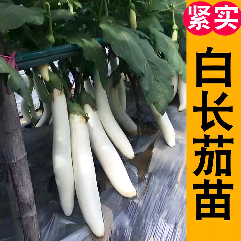 寿光白长茄种苗水果茄子苗四季蔬菜苗家庭裁员种植阳台盆栽
