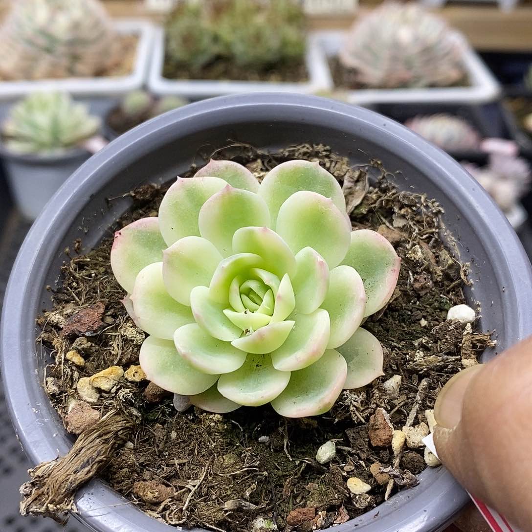 2926 小茉莉花覆轮锦