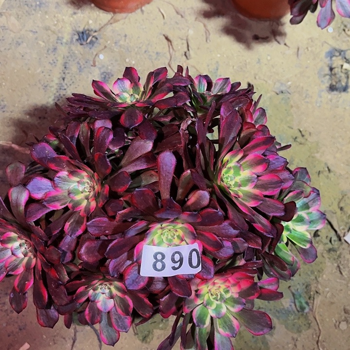 890烟花多肉植物处理不售后