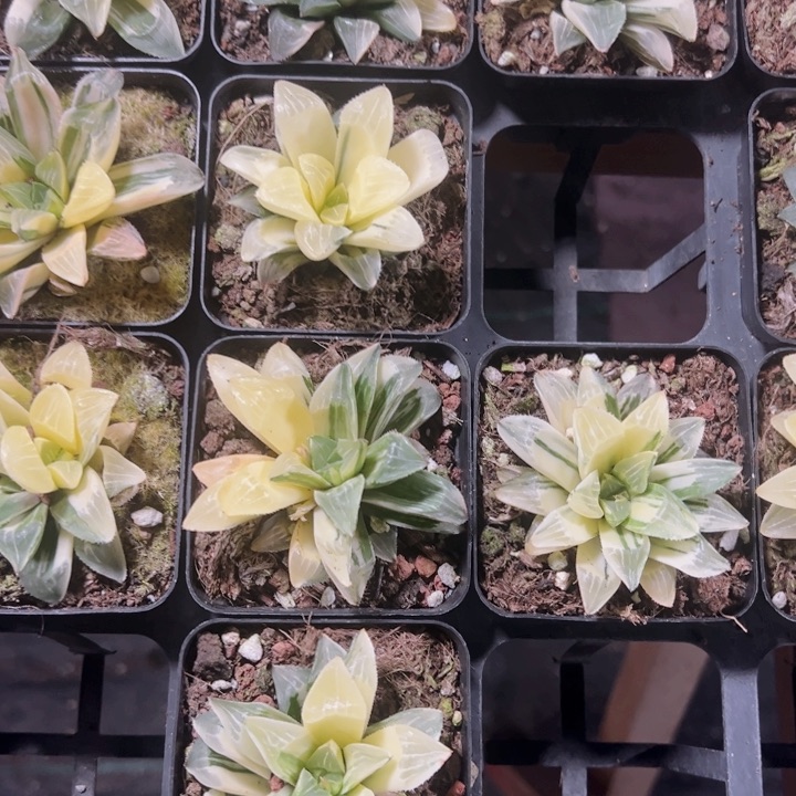 姬寿锦精品多肉植物