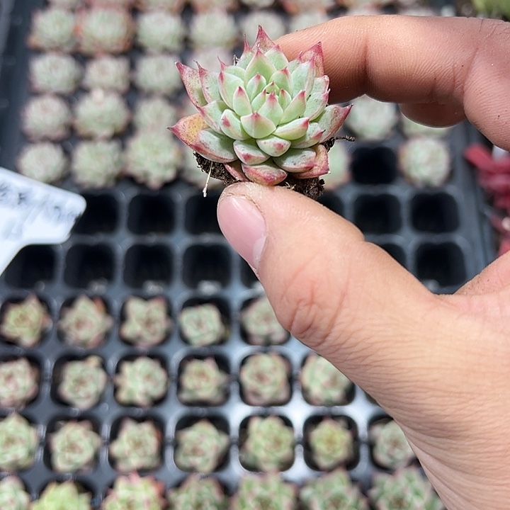 白吉珍妮 满10颗包邮