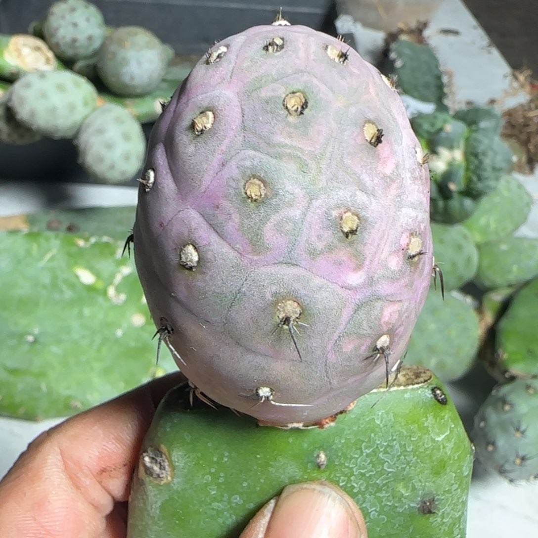 无花朵紫皮糕绒苗接789