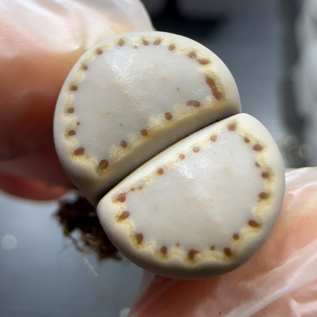 12.11  1621.015饼干。5021