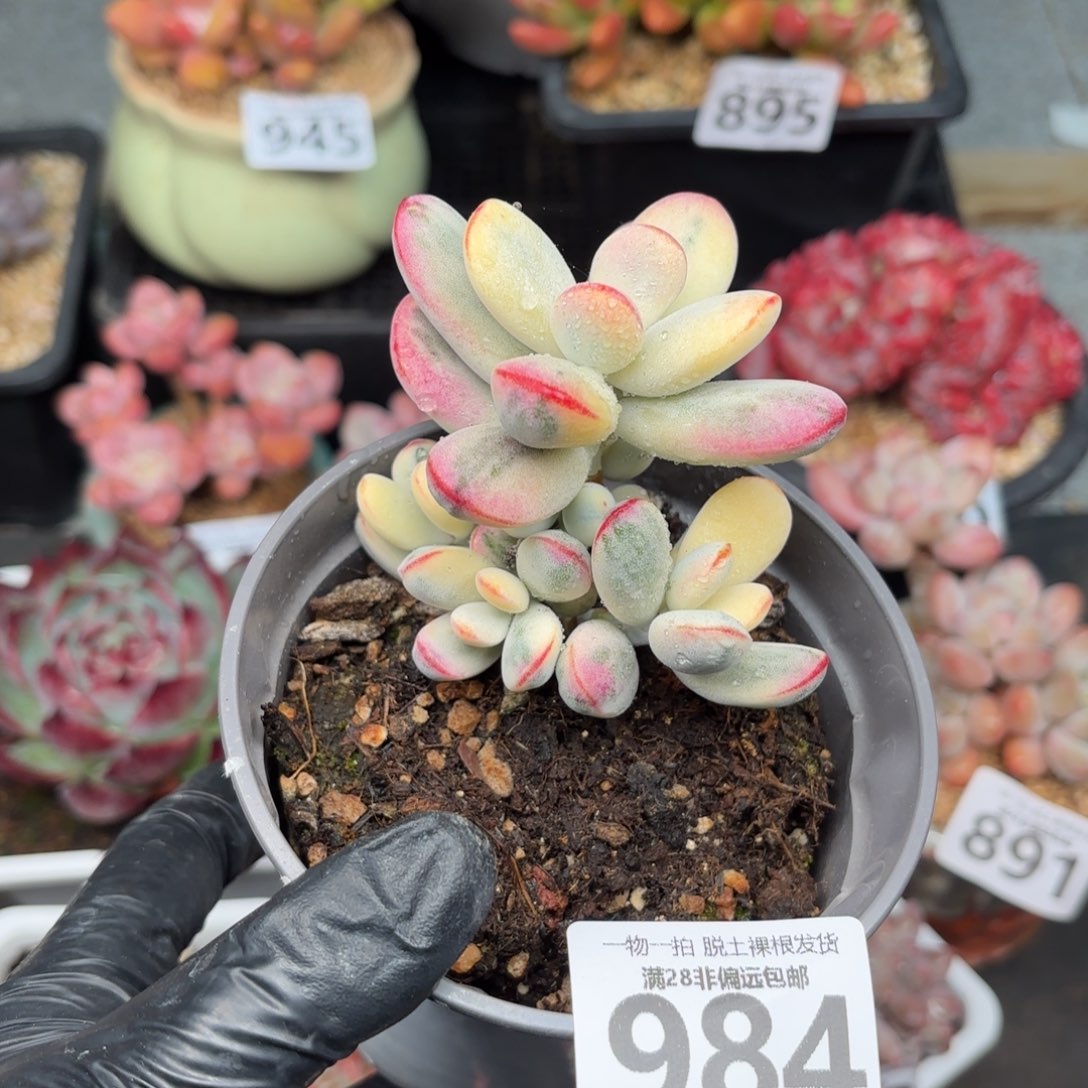 乒乓福娘锦无盆土发货