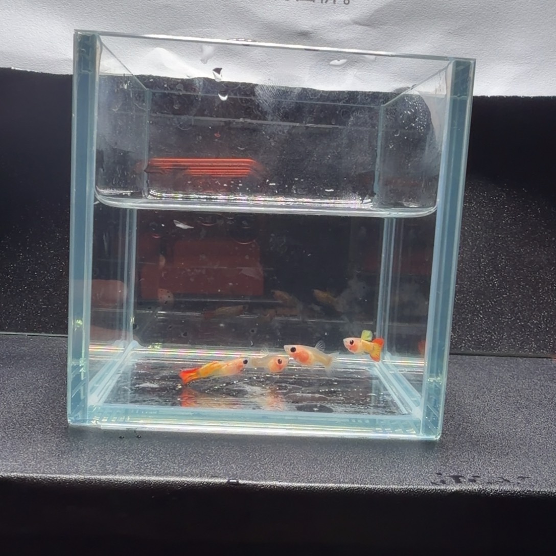 孔雀鱼皇家落日短体2对