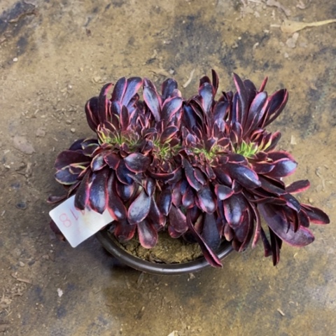 欧嘉丽多肉植物5258