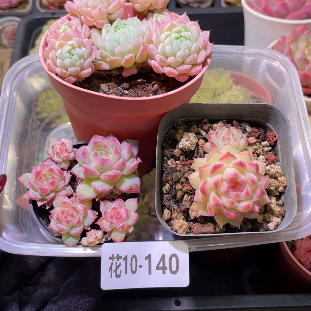 花利美10-140框拍3颗