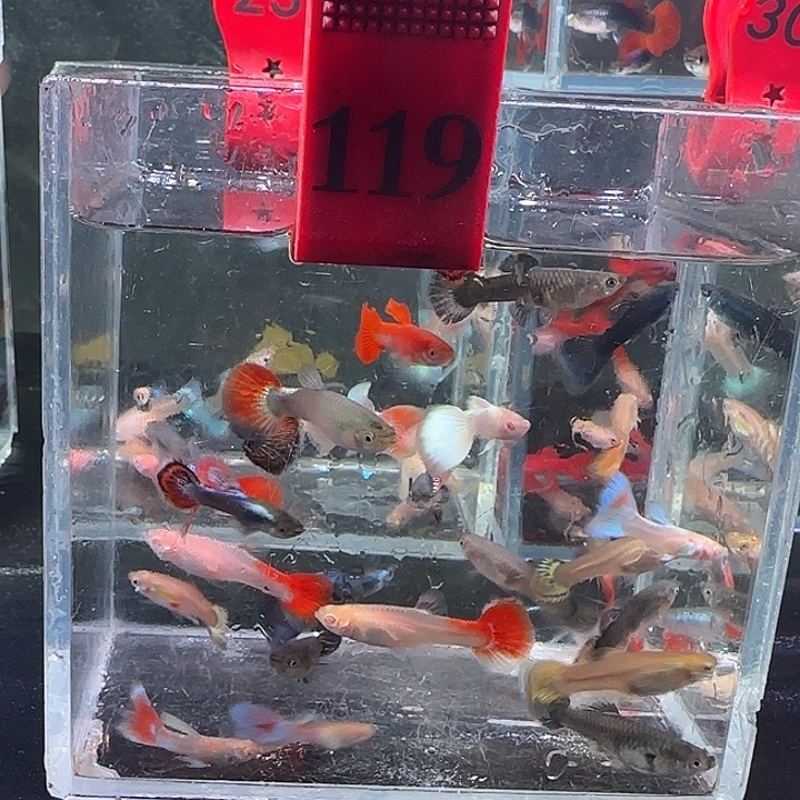 孔雀鱼119号，30条