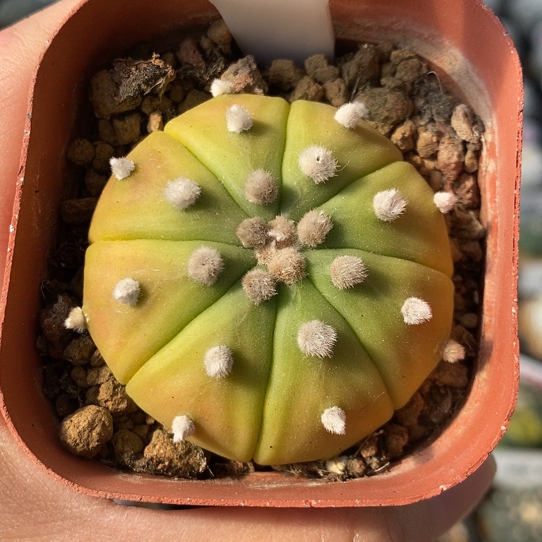 480黄体兜福利来啦