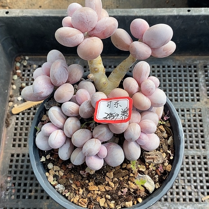 胭脂精品多肉88888