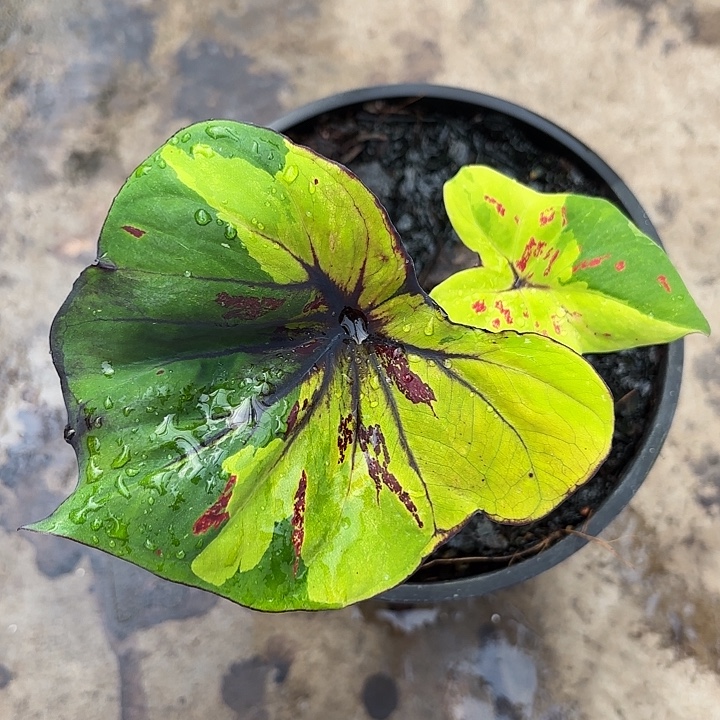 10-1223彩叶芋广东现货