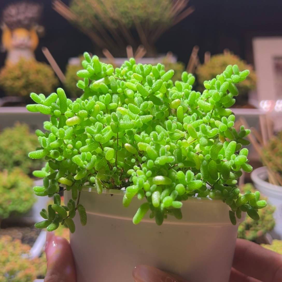 454蜜橘一物一拍带盆土发货