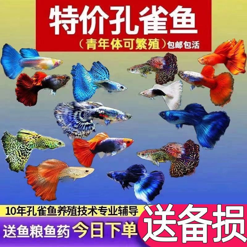 【新手必备】孔雀鱼热带观赏鱼淡水小型好养耐活可繁殖活体