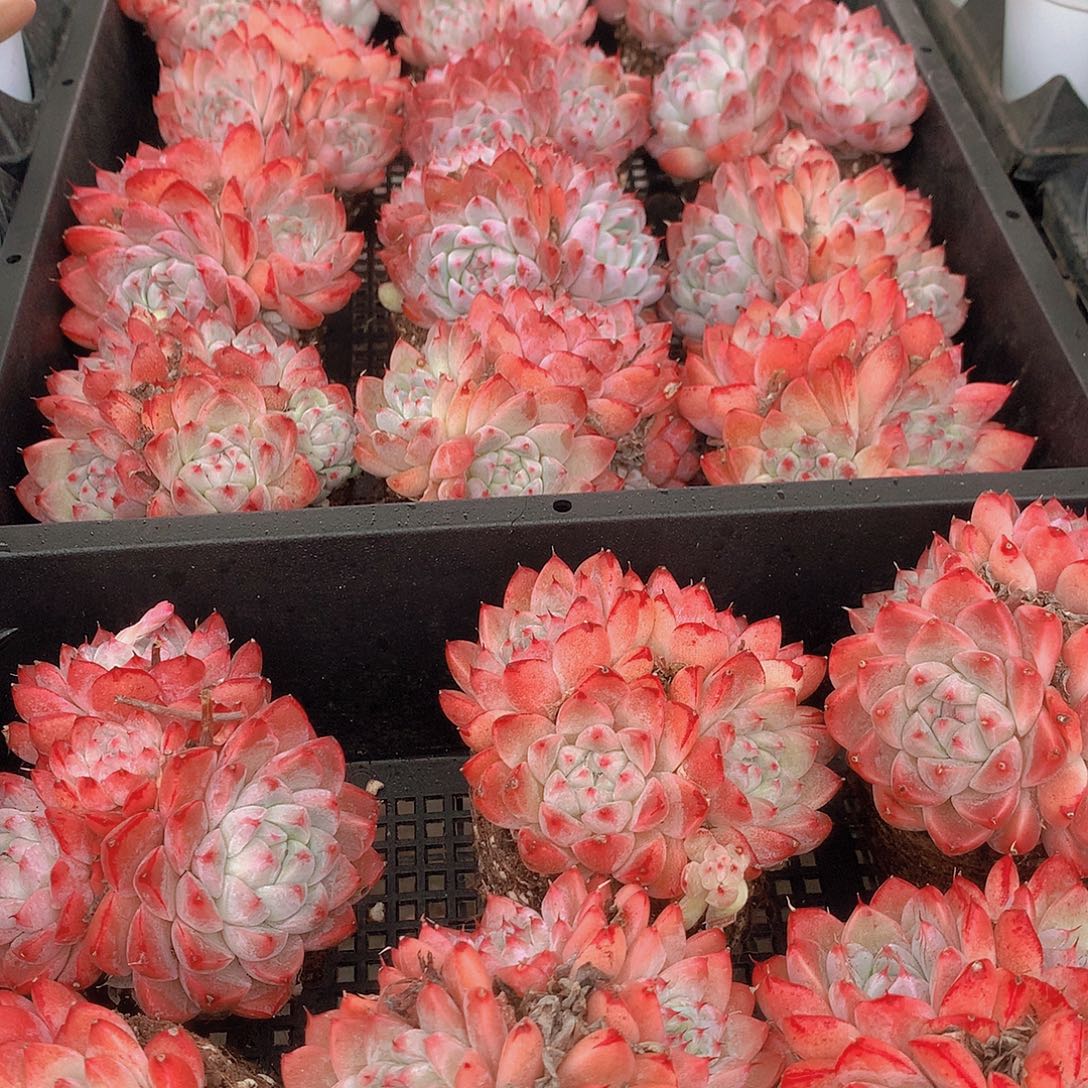 如梦令群3567799000000