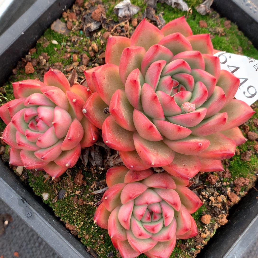 6449不包掉头整散不售后