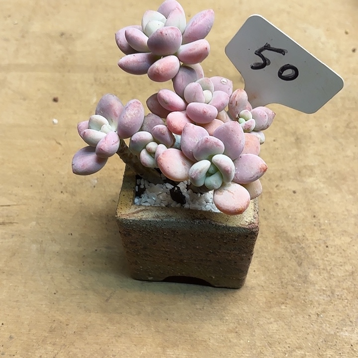 多肉植物，落神50号