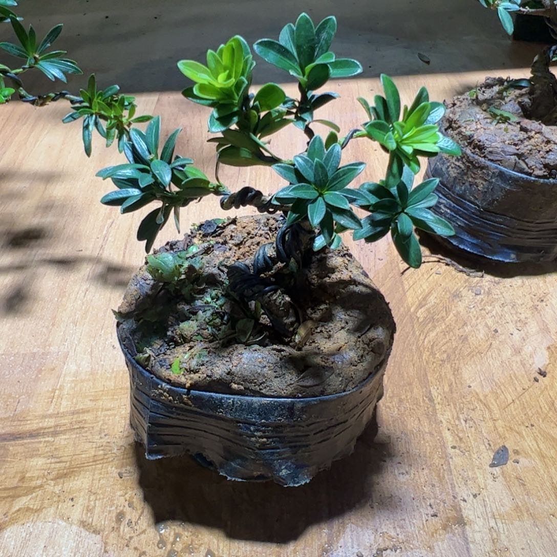 力***马完全开放黑珍珠罗汉松盆景素材