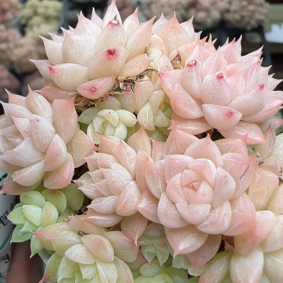 花语逸镜0224-480散