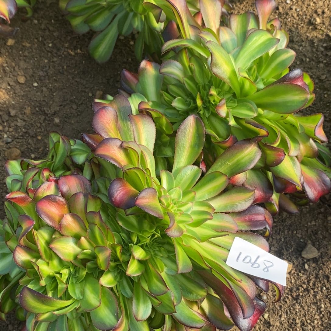 1068花纳缀多肉植物