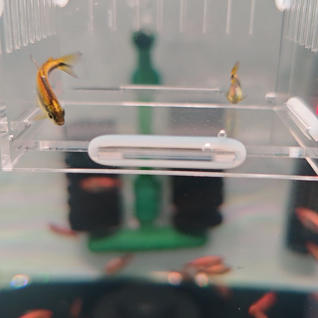 灯科鱼白金柠檬蓝帝2条