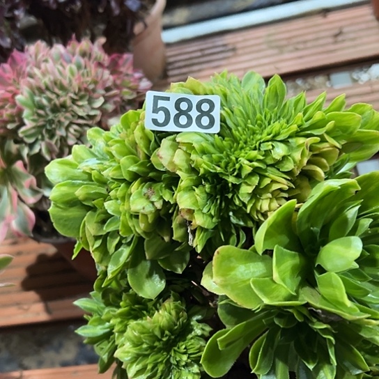 兔***子多肉植物一个琉璃588