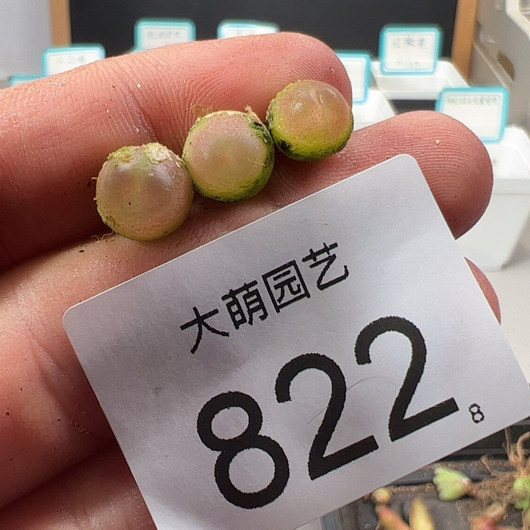 0000822 一物一拍……
