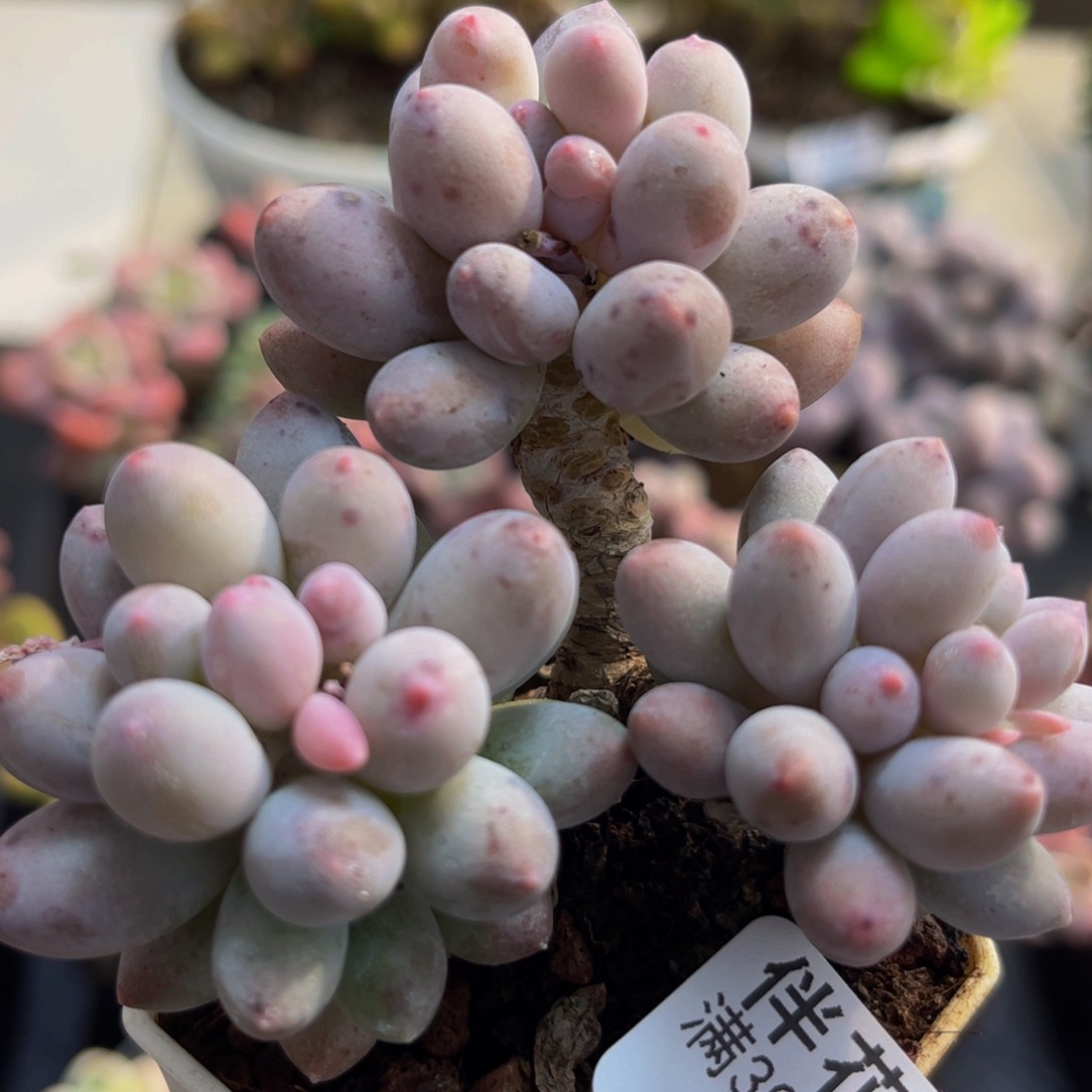 551/6cm手指奶多肉植物
