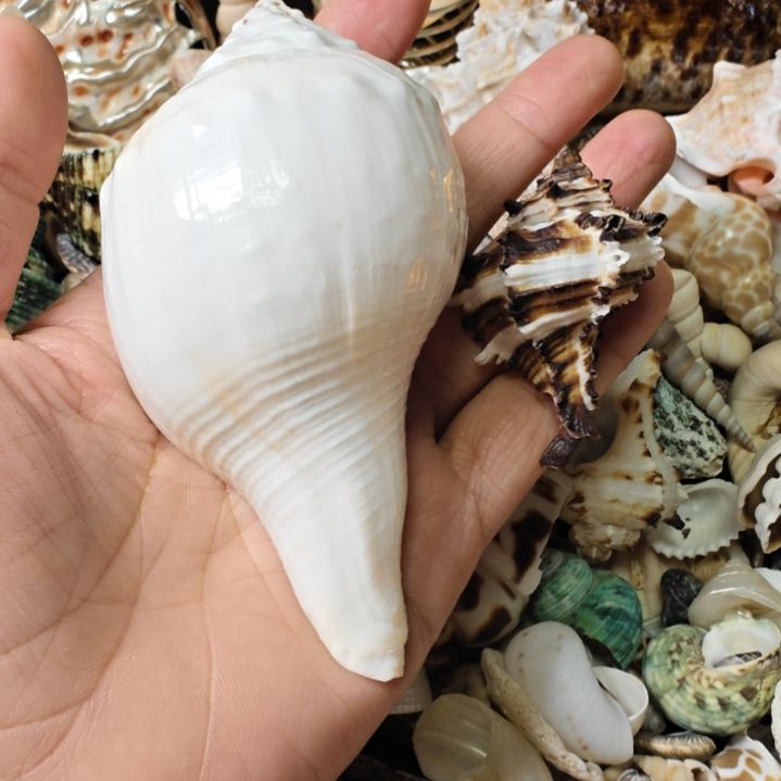 石材天然海螺贝壳摆捡件