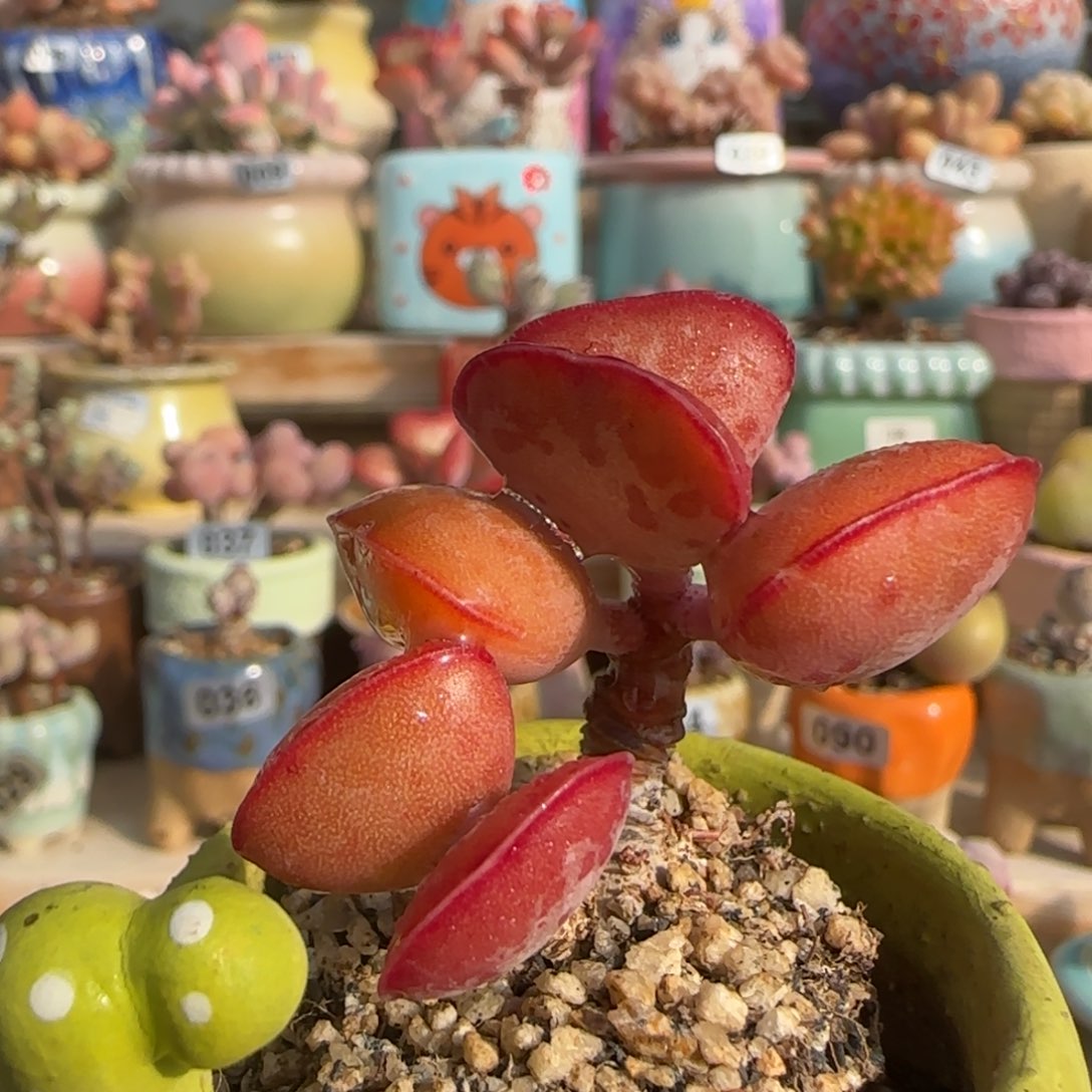 爱心 一物一拍 不含盆