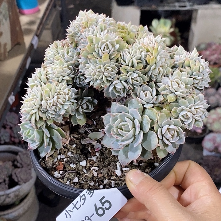 小七夕多肉雪域蓝巴黎缀65