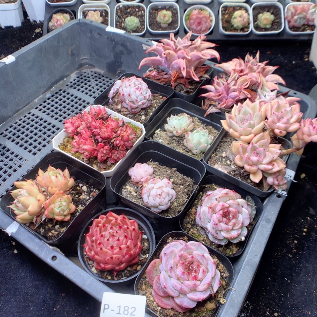 无花朵P182。yyyyyyyyy