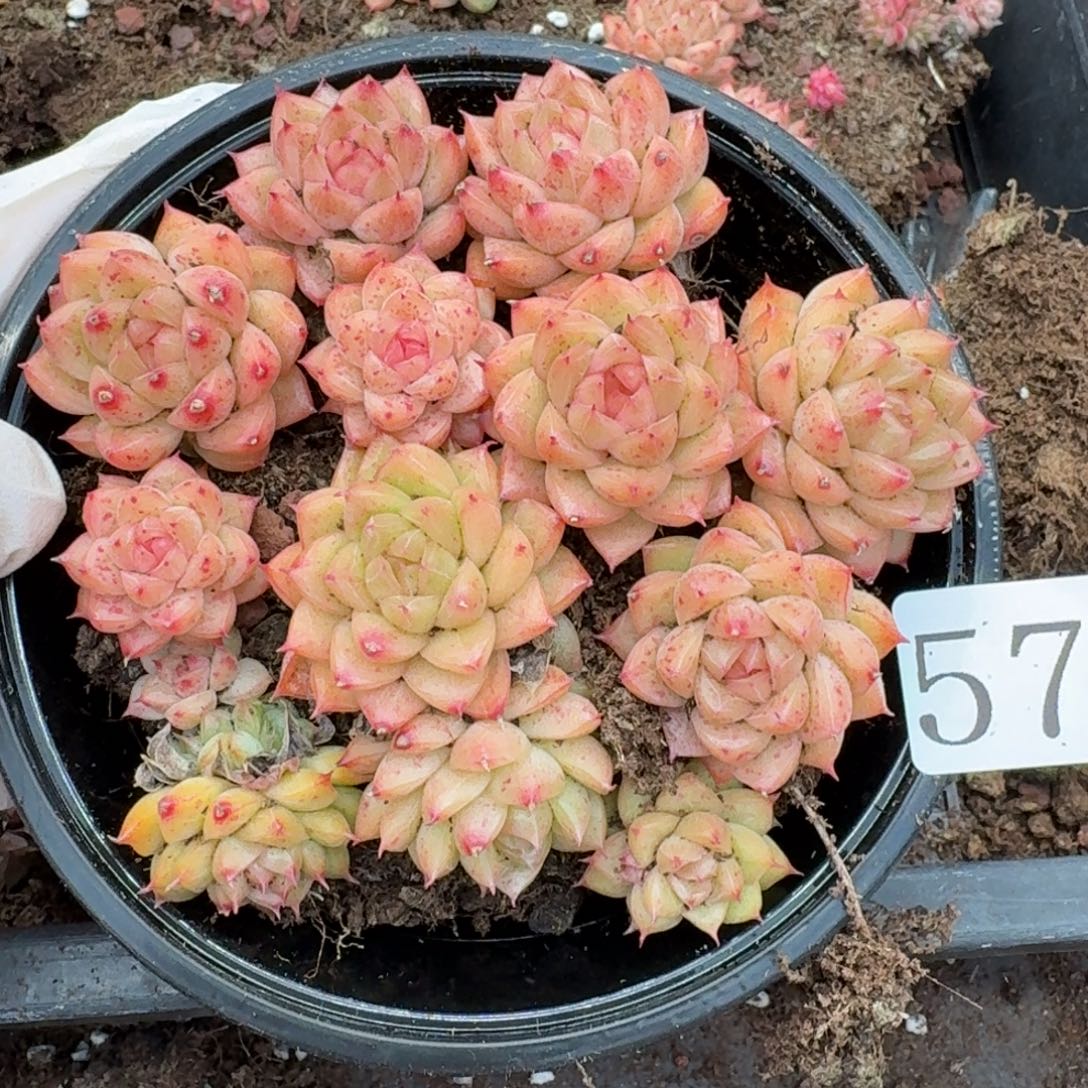 多肉植物多肉植物57