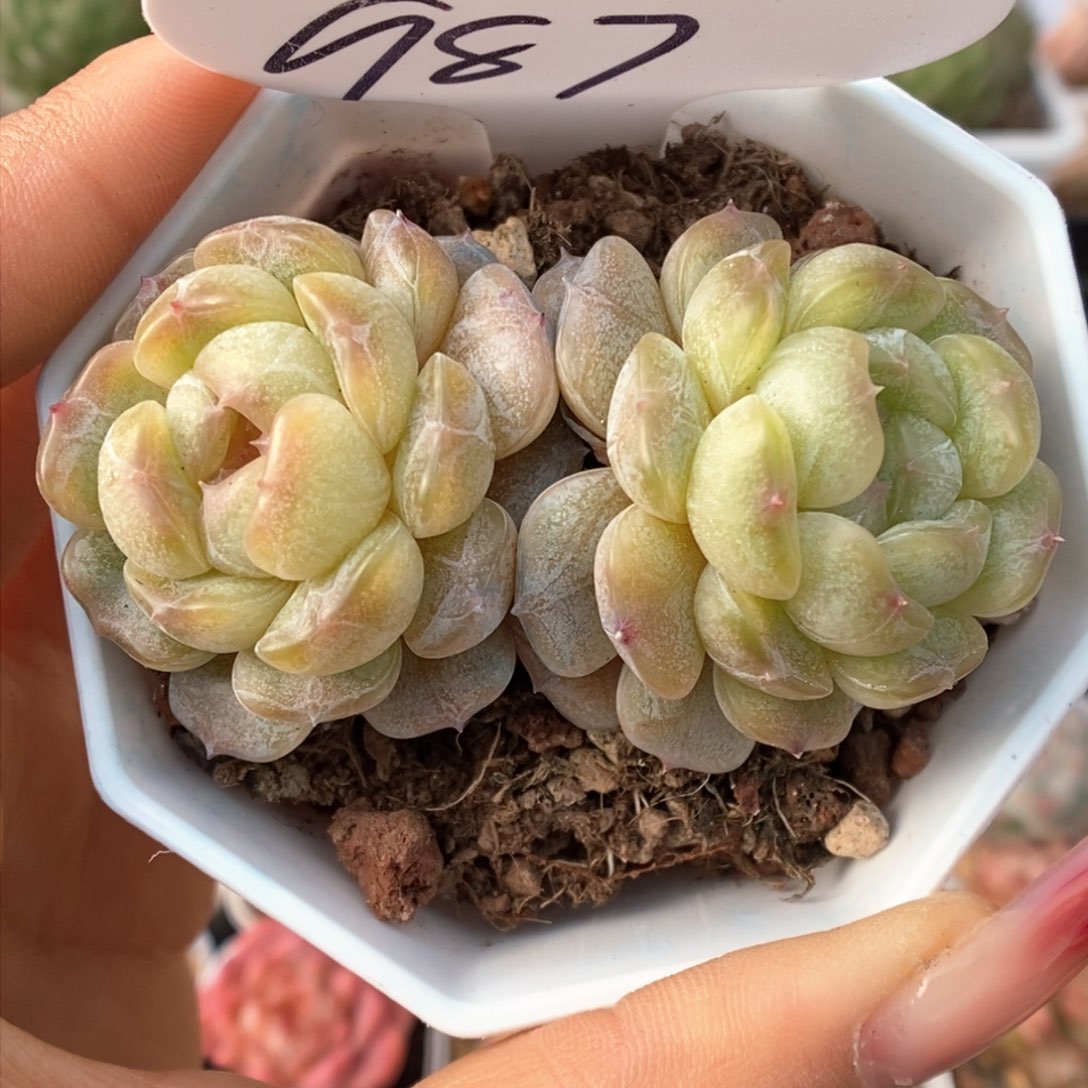 白色恋人可拍987号