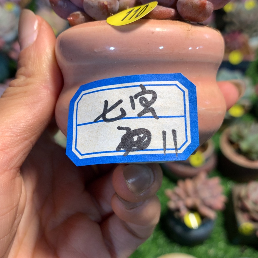 甜***贝七宝         盆        