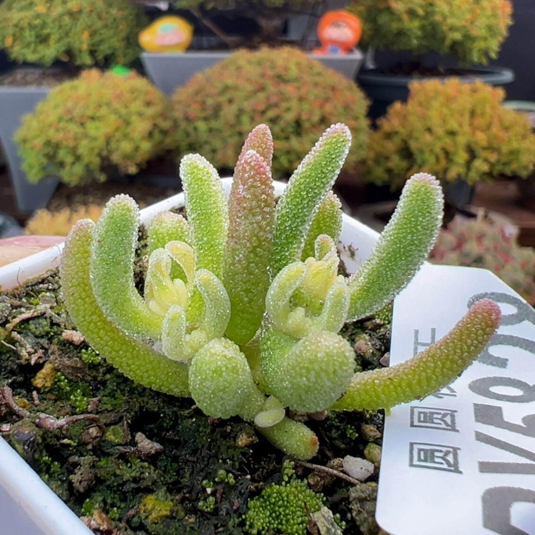 ·***·dy5828琉璃白锦冠幅3.3cm